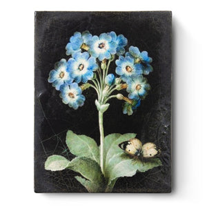 T425 Primrose