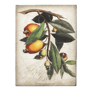 T446 Cashew Apple RETIRED